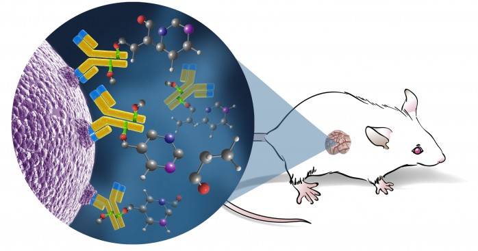 One of the most exciting models to test novel immunotherapies is the combination of mice hosting both the human immune system and patient-derived tumors.