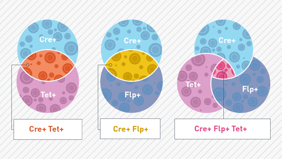 Intersectional Genetics: Cre-lox with a twist