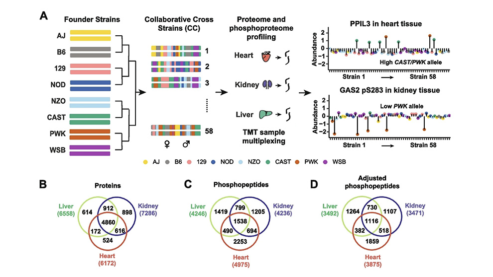 A Gary Churchill research example from a 2023 article in Genome Biology.