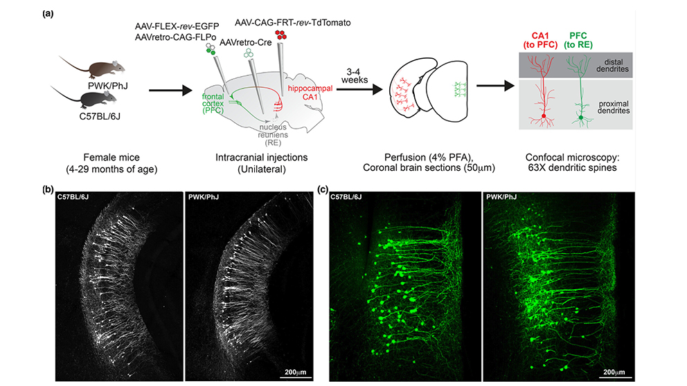 A research example from The Jackson Laboratory's Gareth Howell and EriK Bloss