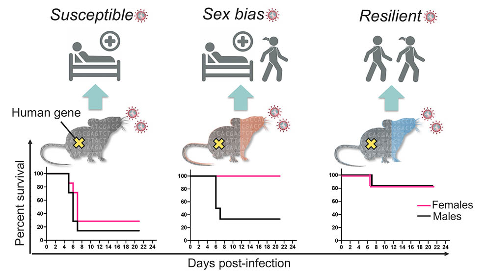 An example of The Jackson Laboratory's Nadia Rosenthal's work into creating genetically diverse mice to effectively model human variable response to SARS-CoV-2