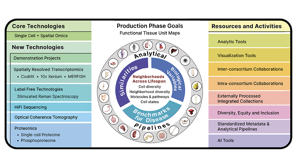 An example of research from The Jackson Laboratory's Paul Robson's research for the Human BioMolecular Atlas Program (HuBMAP).